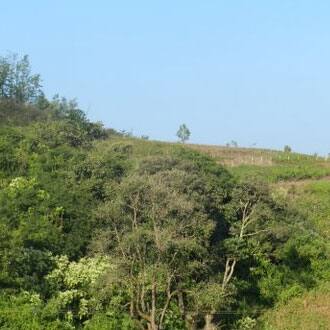 Ganga Homes Sampigekatte 1, Coorg 5